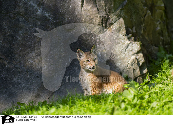 Europischer Luchs / european lynx / DMS-13473