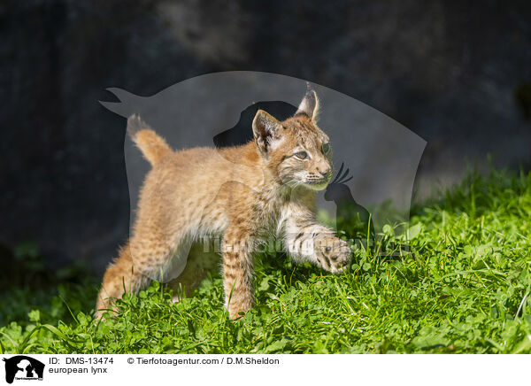 Europischer Luchs / european lynx / DMS-13474