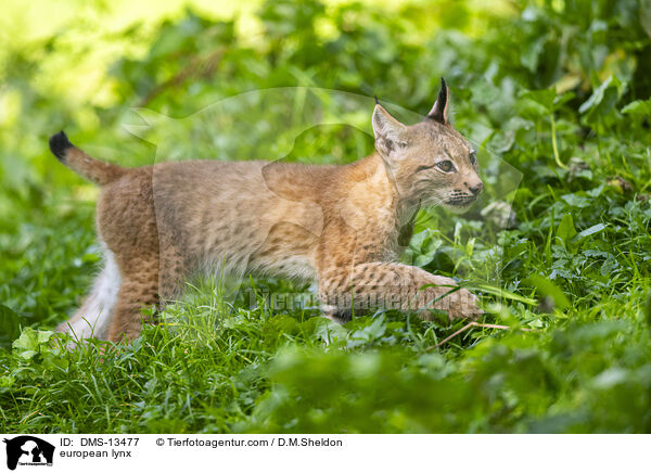 Europischer Luchs / european lynx / DMS-13477