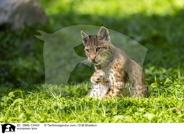 Europischer Luchs / european lynx / DMS-13493