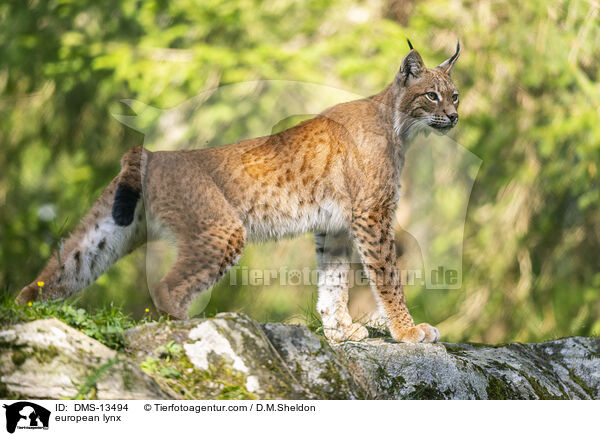 Europischer Luchs / european lynx / DMS-13494