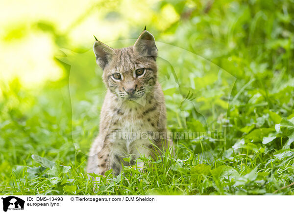 Europischer Luchs / european lynx / DMS-13498