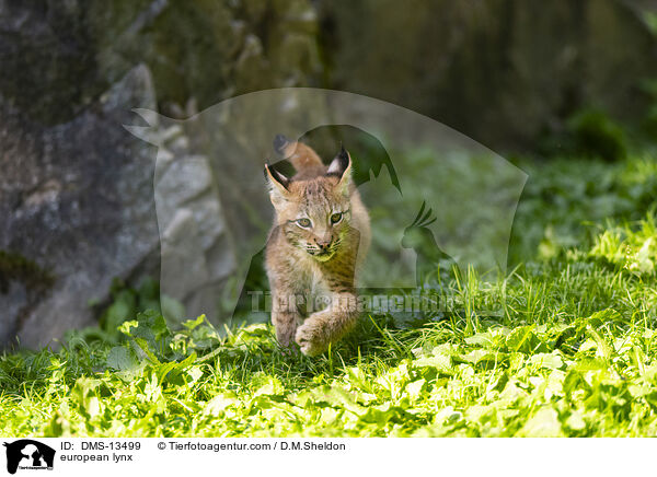 Europischer Luchs / european lynx / DMS-13499