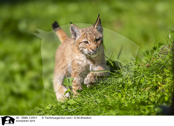 Europischer Luchs / european lynx / DMS-13501