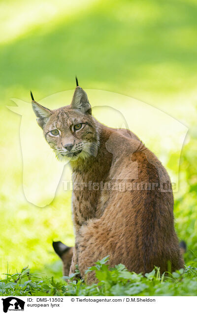 Europischer Luchs / european lynx / DMS-13502