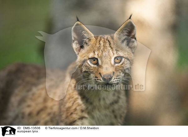 Europischer Luchs / european lynx / DMS-13506