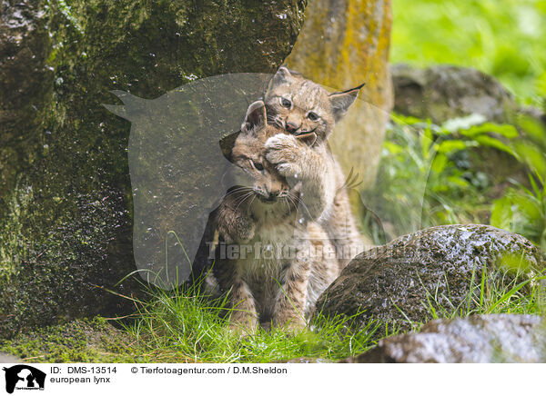 Europischer Luchs / european lynx / DMS-13514