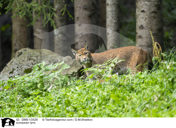 Europischer Luchs / european lynx / DMS-13526