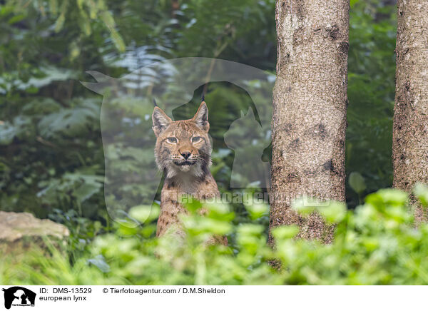 Europischer Luchs / european lynx / DMS-13529