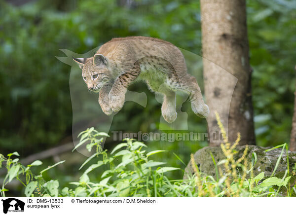 Europischer Luchs / european lynx / DMS-13533
