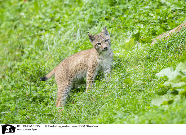 Europischer Luchs / european lynx / DMS-13535