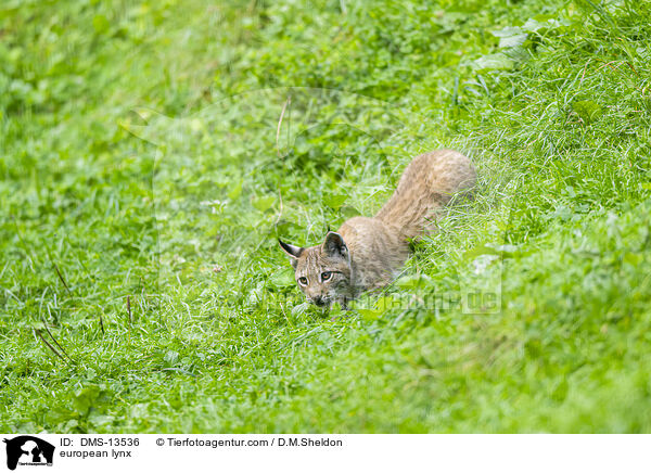 Europischer Luchs / european lynx / DMS-13536