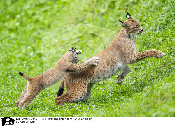 Europischer Luchs / european lynx / DMS-13540