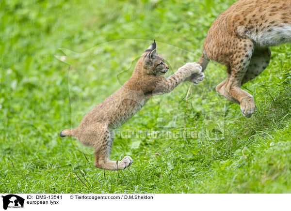 Europischer Luchs / european lynx / DMS-13541