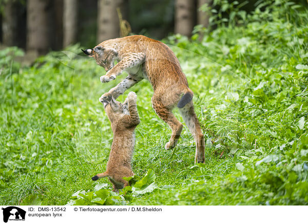 Europischer Luchs / european lynx / DMS-13542