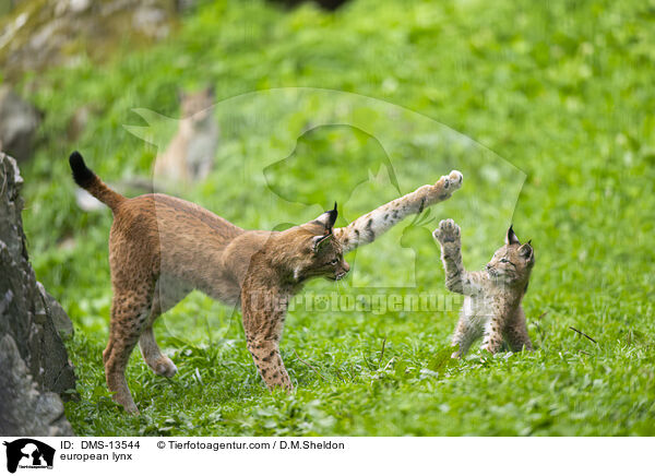 Europischer Luchs / european lynx / DMS-13544