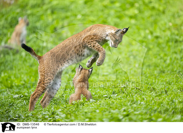 Europischer Luchs / european lynx / DMS-13546