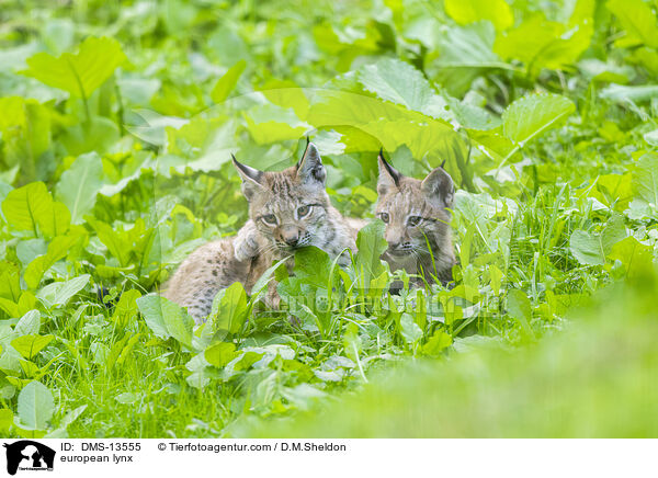 Europischer Luchs / european lynx / DMS-13555