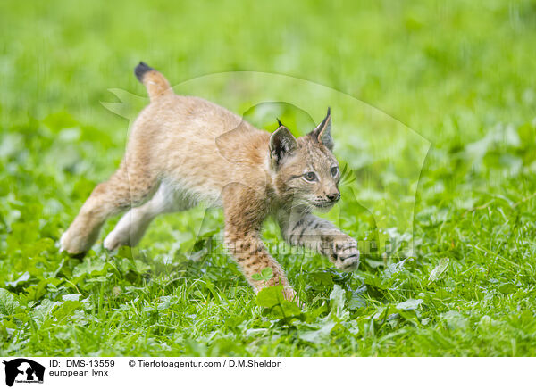 Europischer Luchs / european lynx / DMS-13559