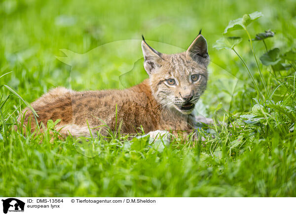 Europischer Luchs / european lynx / DMS-13564