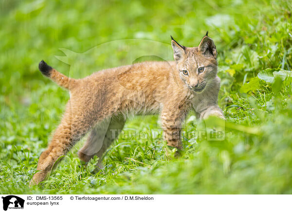 Europischer Luchs / european lynx / DMS-13565