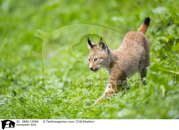 Europischer Luchs / european lynx / DMS-13566