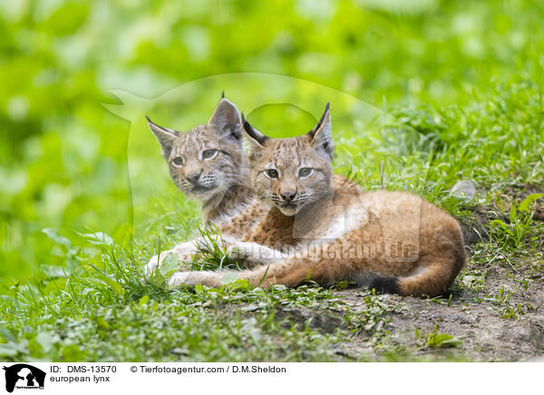 Europischer Luchs / european lynx / DMS-13570
