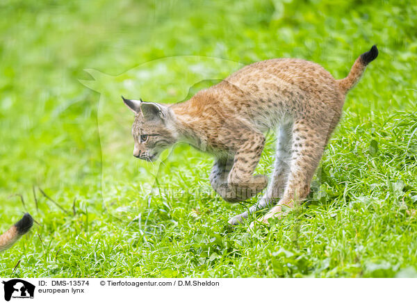 Europischer Luchs / european lynx / DMS-13574