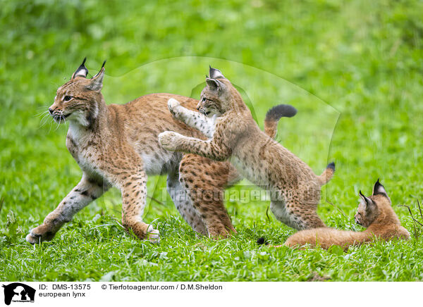 european lynx / DMS-13575