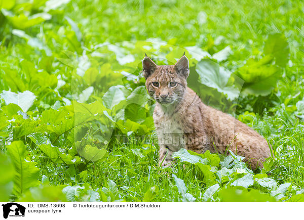 Europischer Luchs / european lynx / DMS-13698