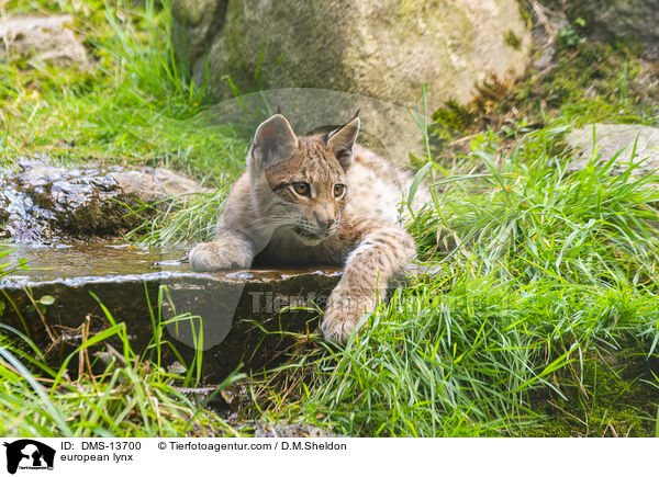 Europischer Luchs / european lynx / DMS-13700