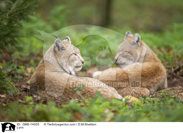 Europischer Luchs / Lynx / DMS-14005