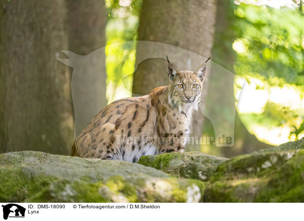 Nordluchs / Lynx / DMS-18090