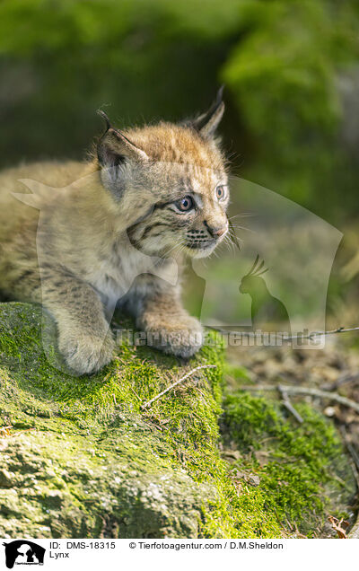 Nordluchs / Lynx / DMS-18315