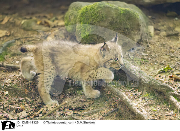 Nordluchs / Lynx / DMS-18329