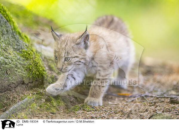 Nordluchs / Lynx / DMS-18334