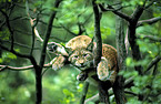 Eurasian lynx