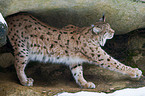 Carpathian lynx