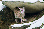 Carpathian lynx