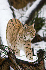 Carpathian lynx