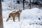 Carpathian lynx