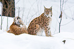 Carpathian lynx