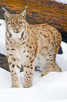 Carpathian lynx