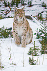 Carpathian lynx