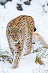 Carpathian lynx