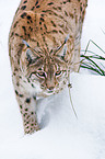 Carpathian lynx