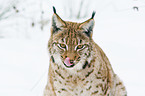 Carpathian lynx