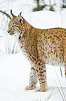 Carpathian lynx