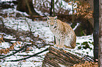 Carpathian lynx