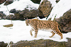 Carpathian lynx